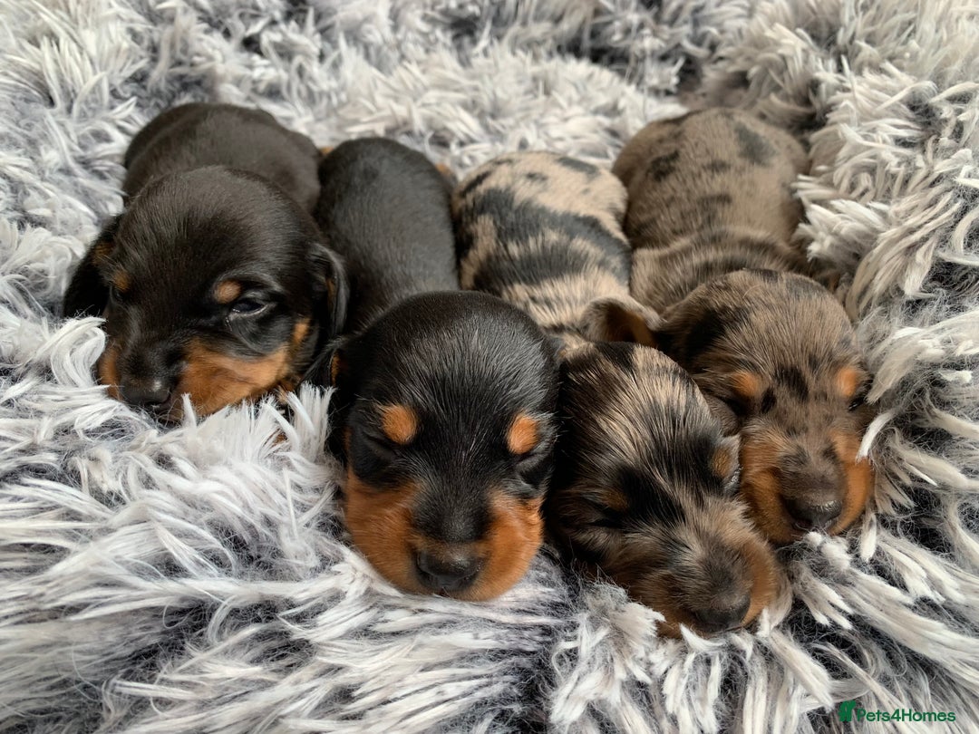Miniature Dachshund dogs for sale: Miniature Dachshund Puppies  - Image 16