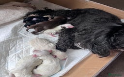 Maltipoo dogs for sale: Unique maltipoo litter 🐶🩷🩵 - Image 11