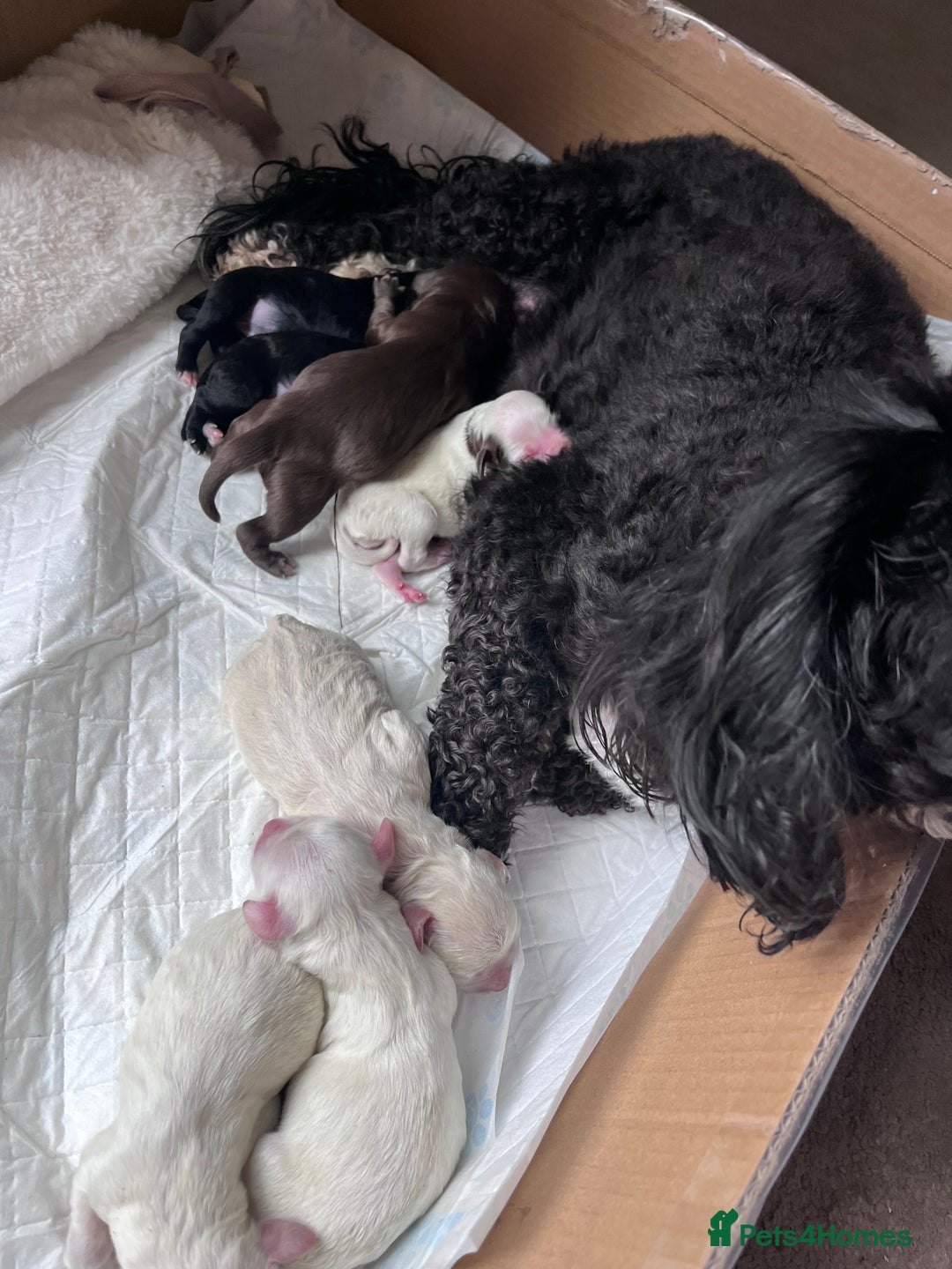Maltipoo dogs for sale: Unique maltipoo litter 🐶🩷🩵 - Image 11