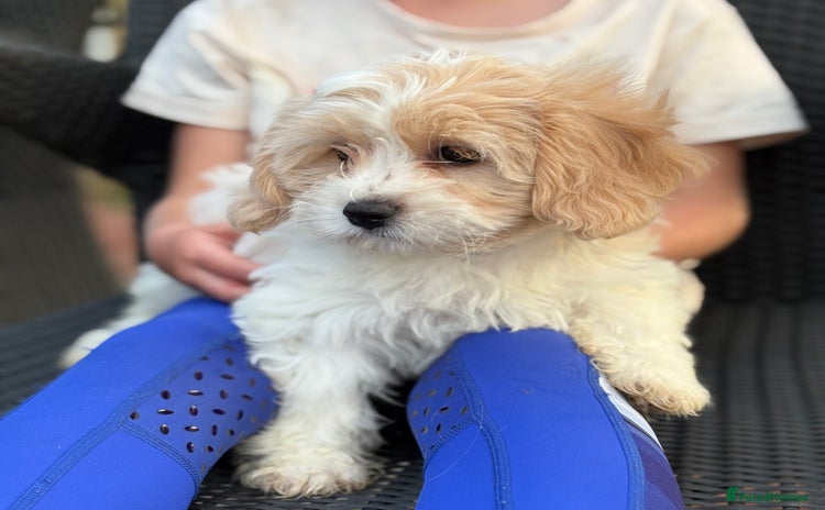 Cavachon dogs - Advert 2