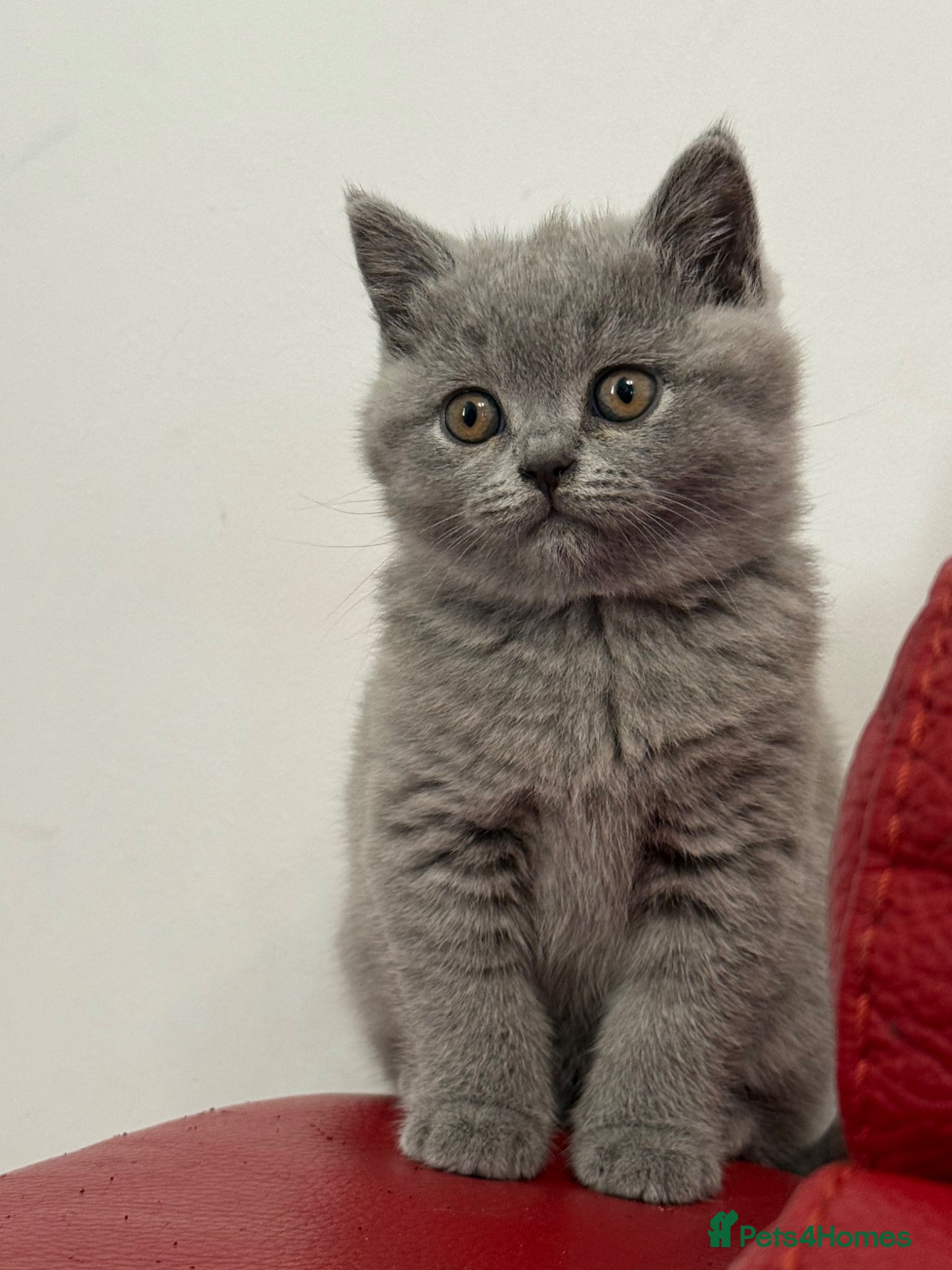 British Shorthair cats British shorthair ‼️GIRL‼️ - Advert 1