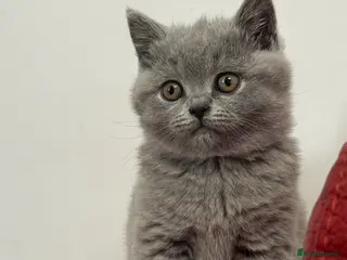 British Shorthair cats British shorthair ‼️GIRL‼️ - Advert 1