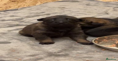 German Shepherd dogs - Advert 10