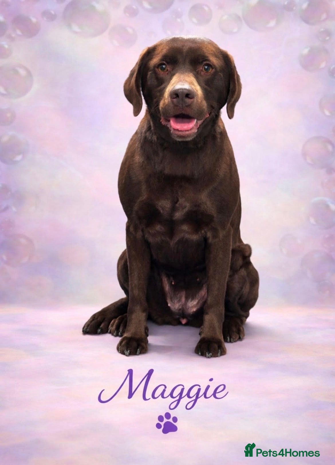 Labrador Retriever dogs Gorgeous KC Registered Chocolate Labrador Puppies  - Advert 1