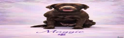 Labrador Retriever dogs for sale: Gorgeous KC Registered Chocolate Labrador Puppies  in Caldicot - Advert 1