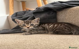 Mixed Breed cats for sale: beautiful tabby kittens ready for their new home☺️ - Image 5