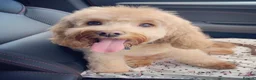 Cockapoo dogs for stud: Chase  - Advert 10