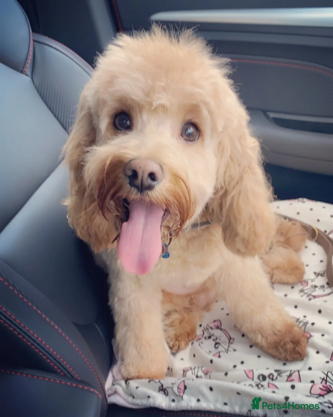 Cockapoo dogs for stud: Chase  - Advert 10