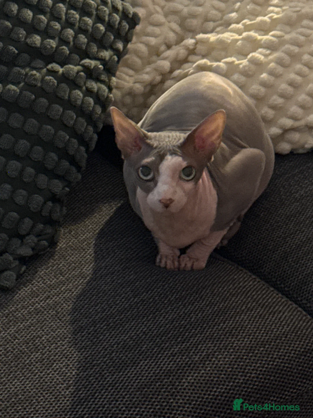 Sphynx cats for sale: Male Sphynx cat 7 years old in Winchester - Advert 4