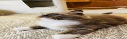 Ragdoll cats for sale: Quality Ragdoll Kittens 🩷 Ready Now  - Advert 27