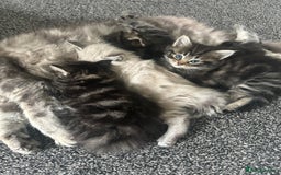 Ragdoll cats for sale: Ragdoll x Maincoone loving babies - Image 11