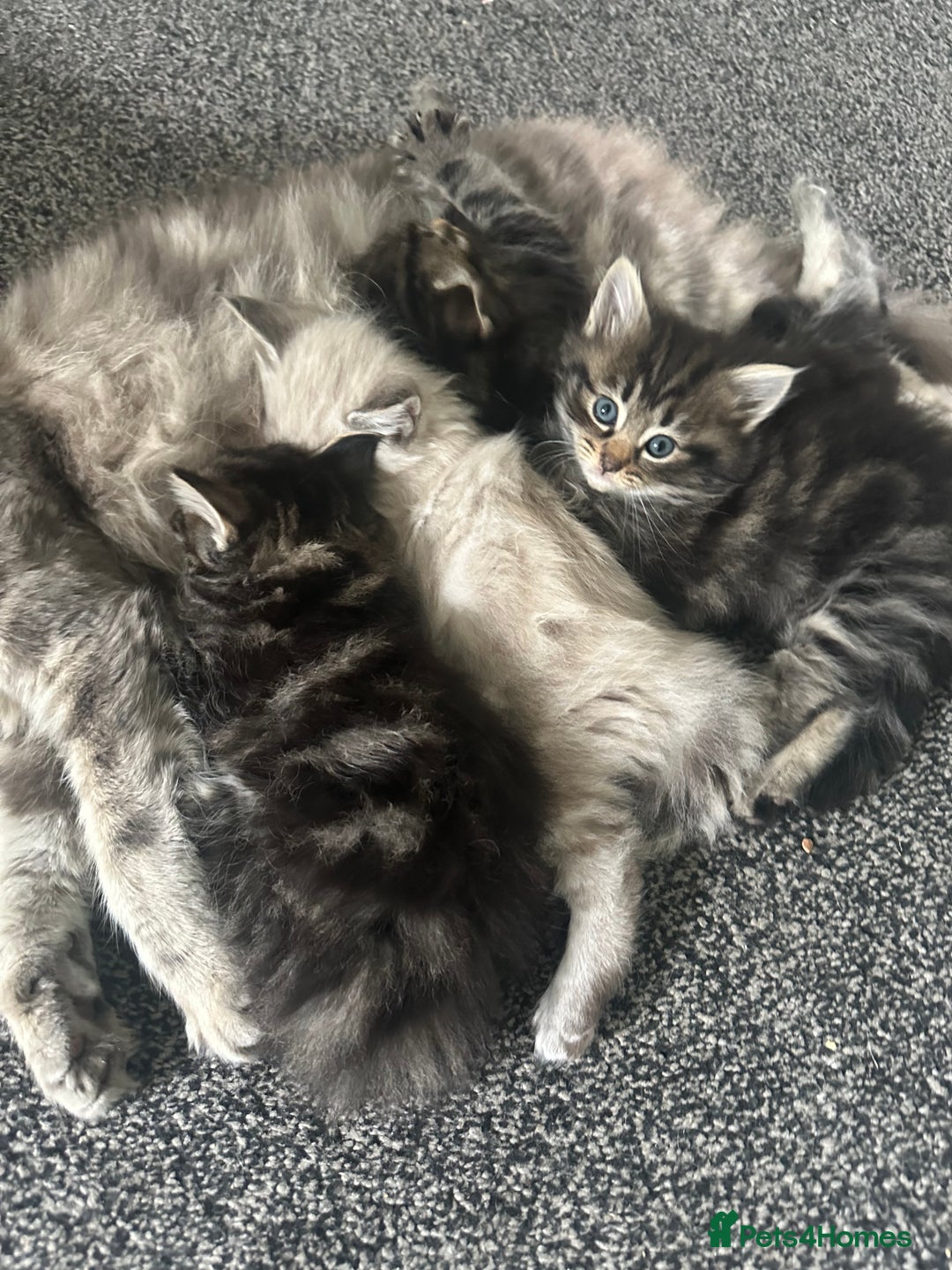 Ragdoll cats for sale: Ragdoll x Maincoone loving babies - Image 11