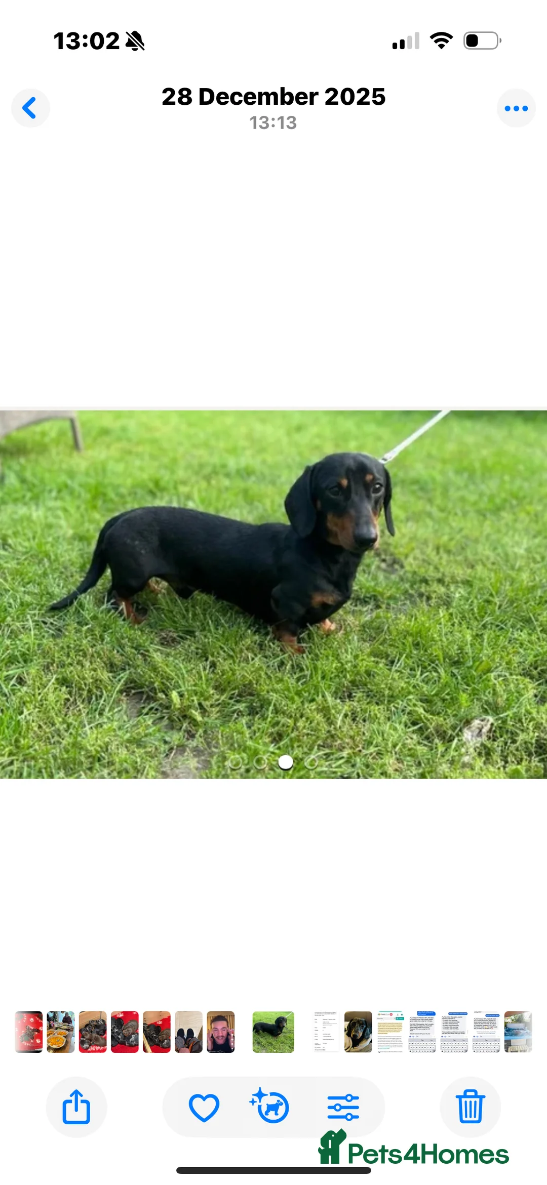 Miniature Dachshund dogs for sale: Beautiful little boy - Advert 2