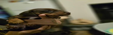 Jackshund 5