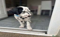 Dalmatian dogs for sale: Dalmatian puppies for sale  - Image 7