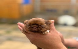 Shih Tzu dogs for sale: Doll face shih tzu tri colour puppy’s  - Image 2