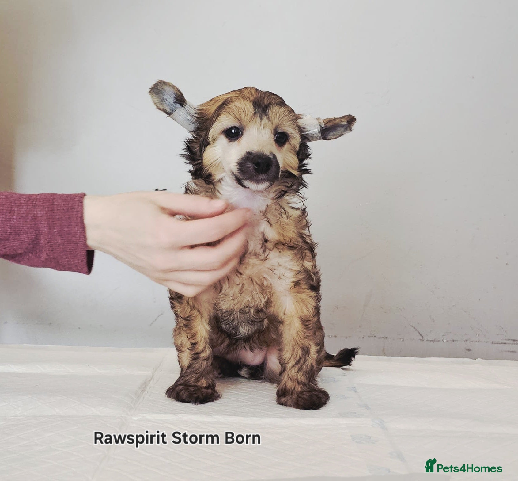 Chinese Crested dogs Meet Your New Best Friend today! - Advert 1