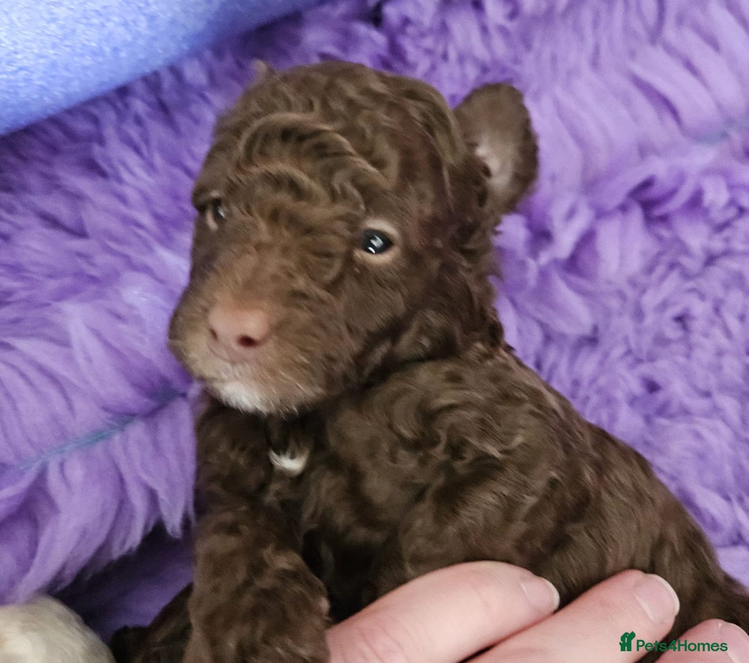 Toy Poodle dogs for stud: KC REGISTERED HEALTH TESTED TOY POODLE in Chester-le-Street - Advert 7