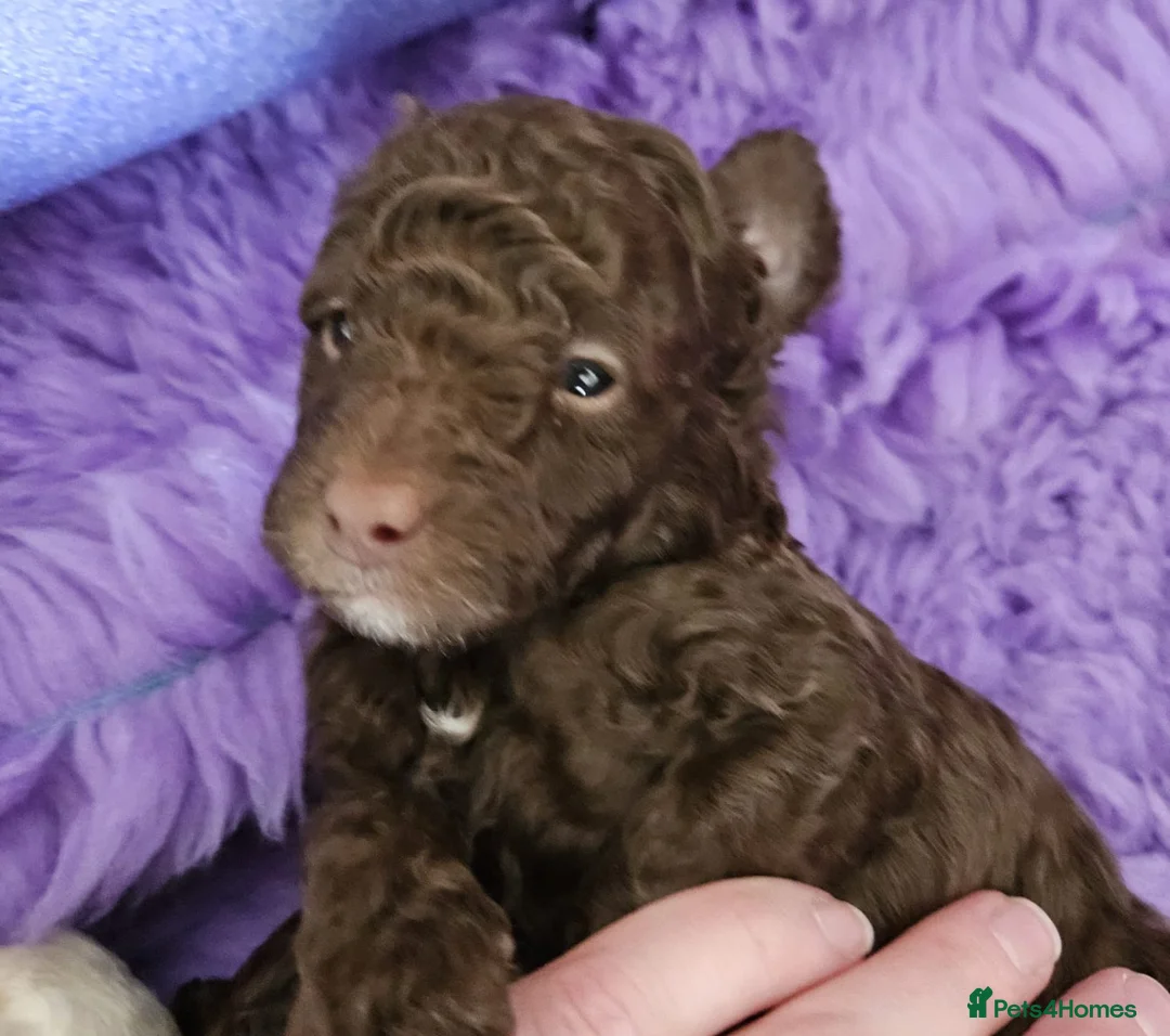 Toy Poodle dogs for stud: KC REGISTERED HEALTH TESTED TOY POODLE in Chester-le-Street - Advert 7