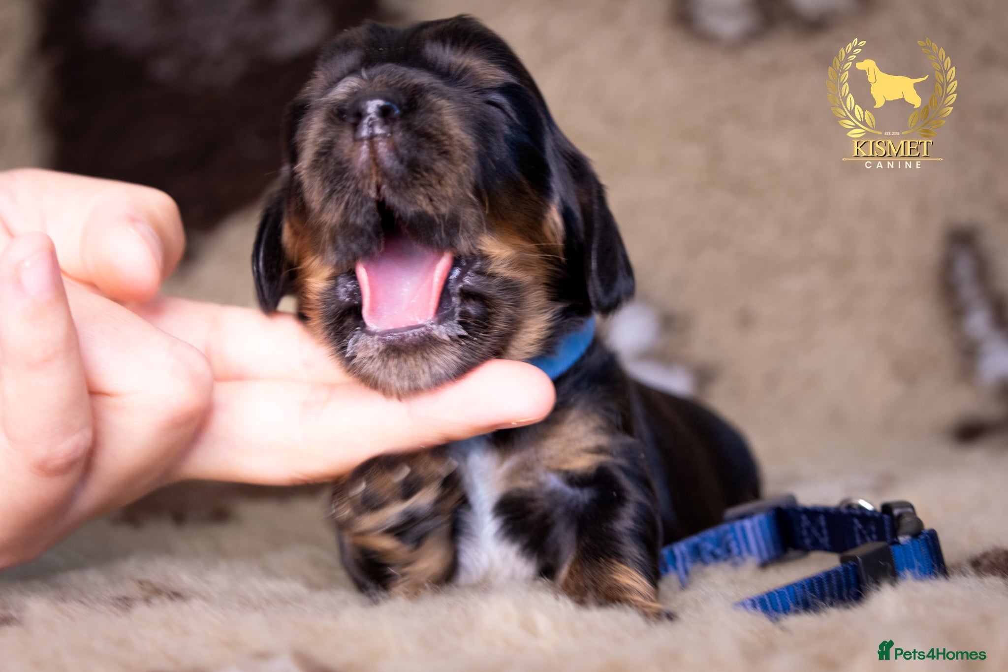 Cocker Spaniel dogs TRUE TO TYPE SHOW COCKER SPANIELS - Advert 1