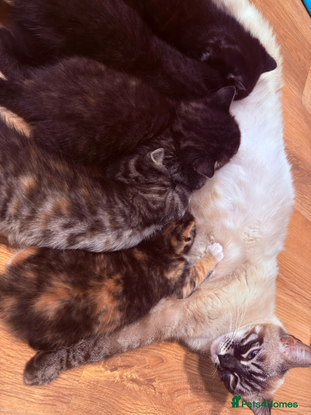 Mixed Breed cats for sale: Half Bengal - Half Mixed breed, litter trained,  in Enfield - Advert 2