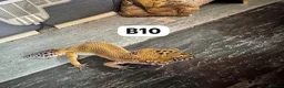 Leopard Gecko reptiles for sale: Available Rescue Looking for Their Forever Homes - Advert 16