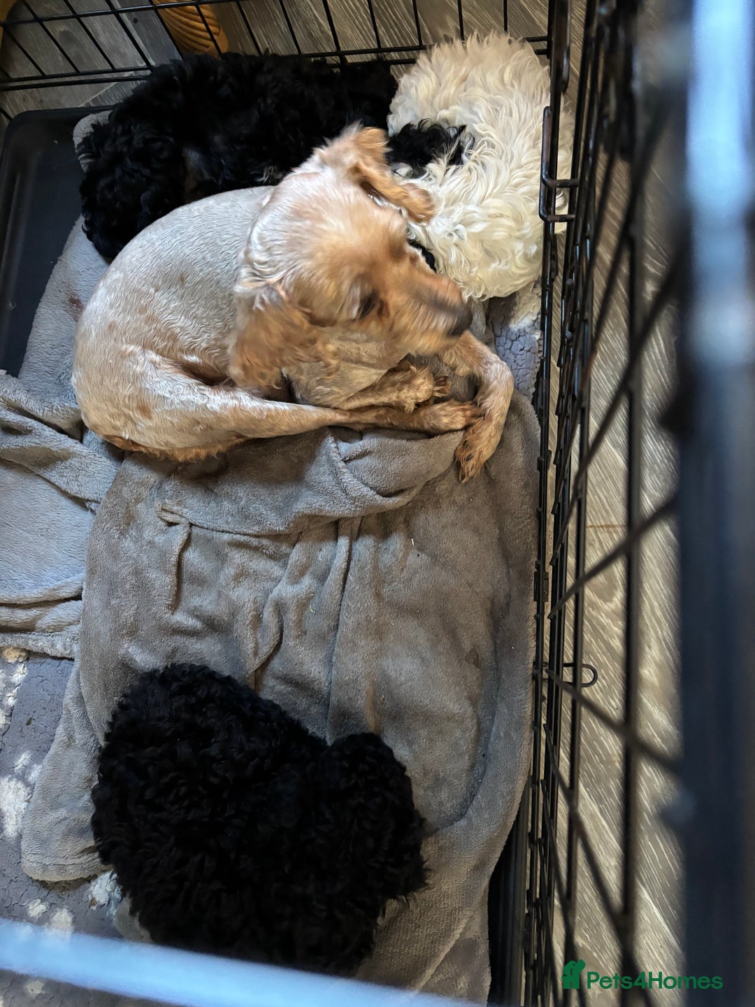 Cockapoo dogs for sale: Cockapoo puppies - Image 4