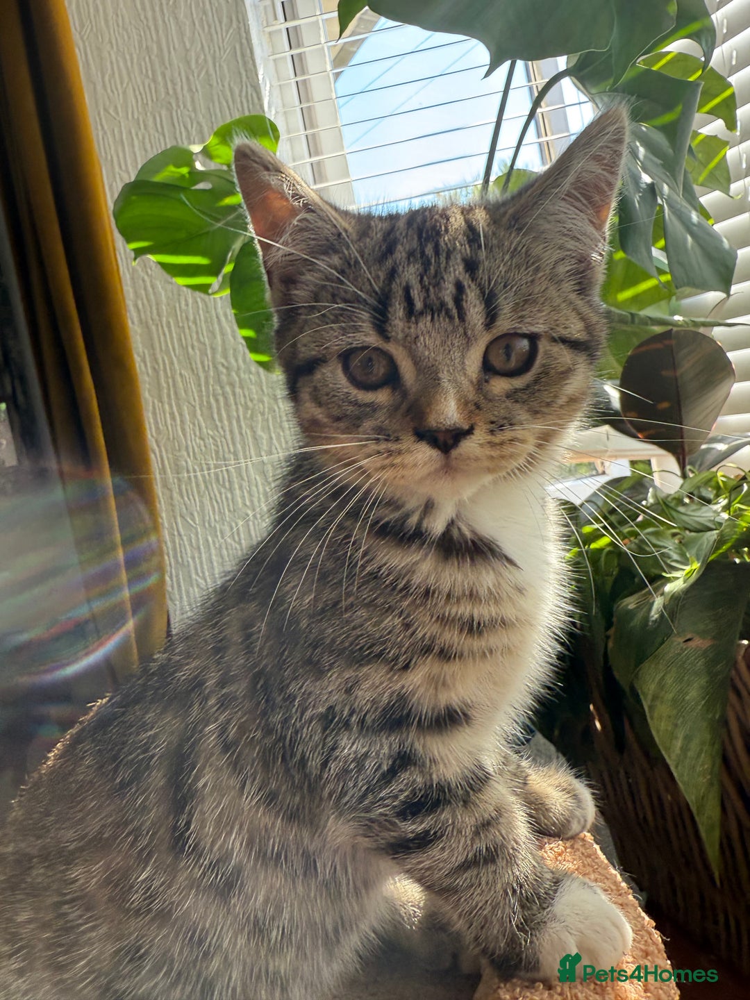 Persian cats for sale: Half Persian Beautiful Kittens  - Image 10