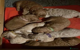 Labradoodle dogs for stud: Stud miniature labradoodle  - Image 5