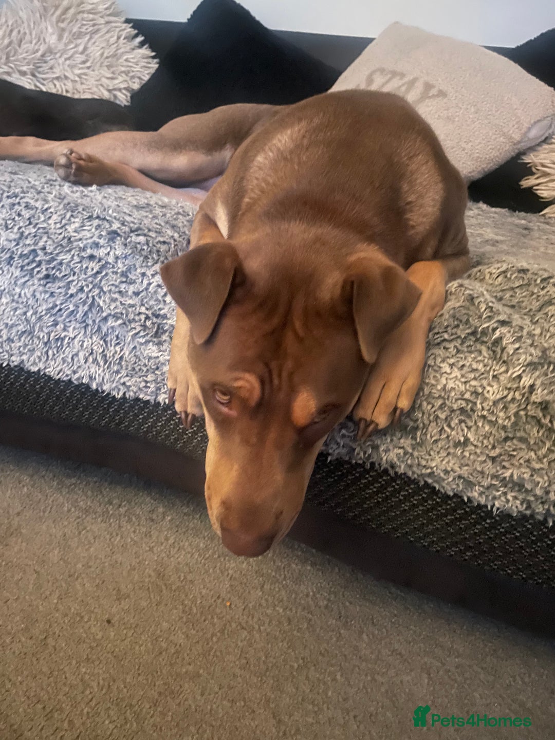 Mixed Breed dogs for sale: Sharpei x labrador - Image 1