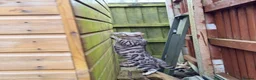 Bengal cats for sale: Male Silver Bengal in Rochdale - Advert 6