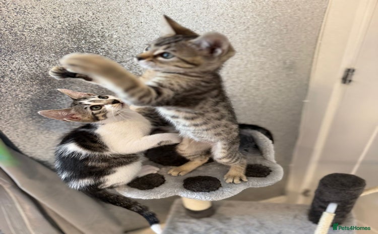 Mixed Breed cats - Advert 4