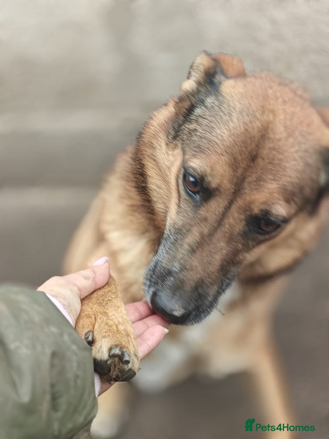 Mixed Breed dogs for adoption: 💖🐶 LARA 🐶💖 - Image 21