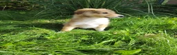 Rough Collie dogs for sale: Rough Collie in Houghton le Spring - Advert 6