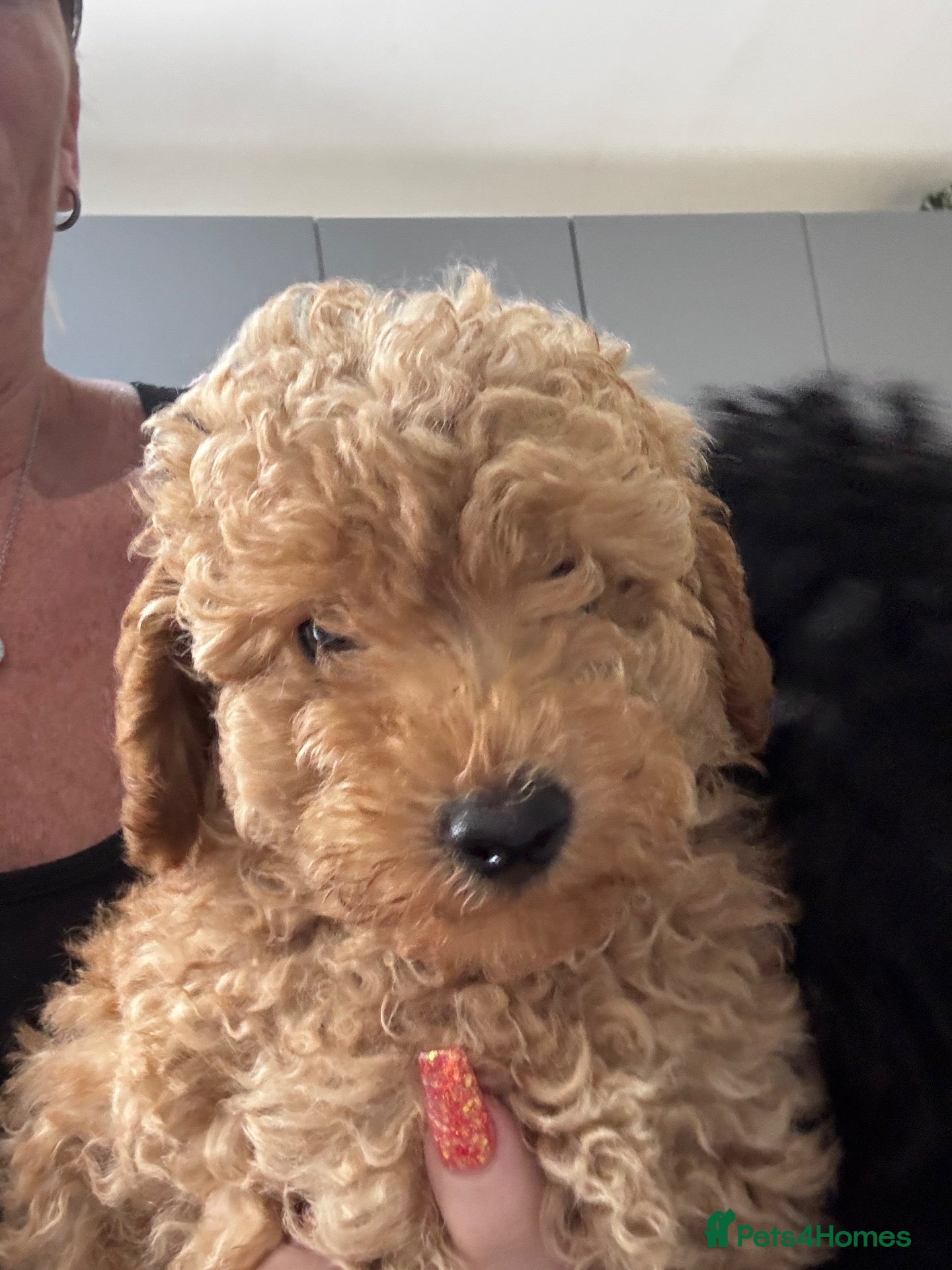 Yorkiepoo dogs  Ready to leave this weekend boy available  - Advert 1