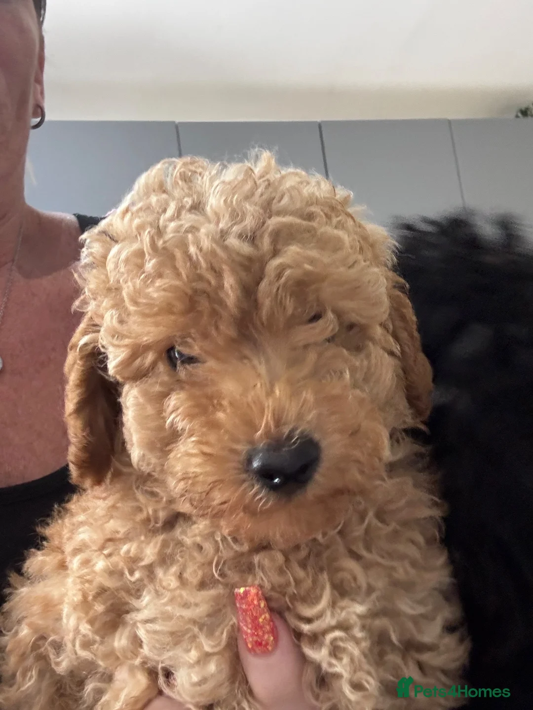 Yorkiepoo dogs for sale:  Ready to leave this weekend boy available  - Advert 1