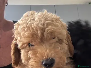 Yorkiepoo dogs Ready to leave this weekend boy available - Advert 1