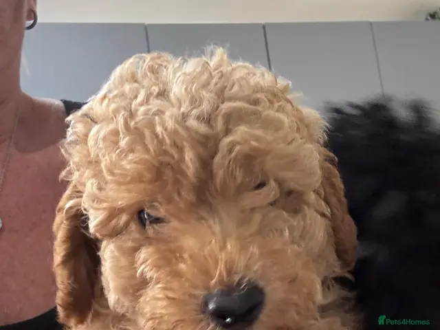 Yorkiepoo dogs Ready to leave this weekend boy available - Advert 1