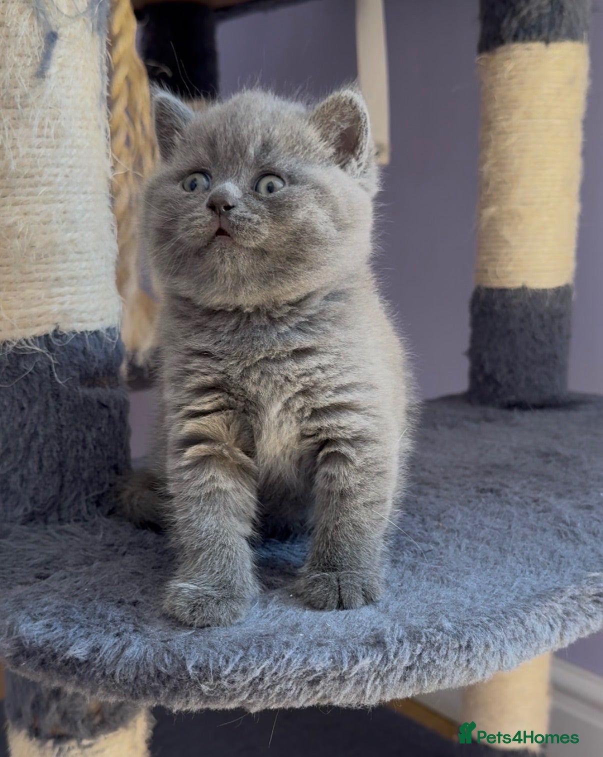 British Shorthair cats Gorgeous blue, British shorthair kittens  - Advert 2