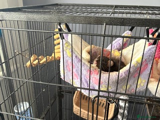 Rat rodents - Advert 23