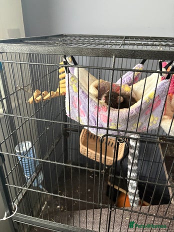 Rat rodents - Advert 1