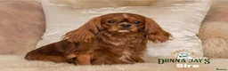 Cavalier King Charles Spaniel dogs for sale: Donna Jays Petite Cavaliers 🌟🌟🌟🌟🌟 - Advert 13