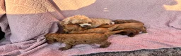 Cavapoo dogs for sale: Our delightful Cavapoo puppies  - Advert 3