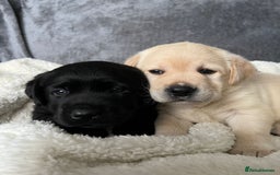 Labrador Retriever dogs for sale: Show Chunky Black & Yellow Labradors  - Advert 9