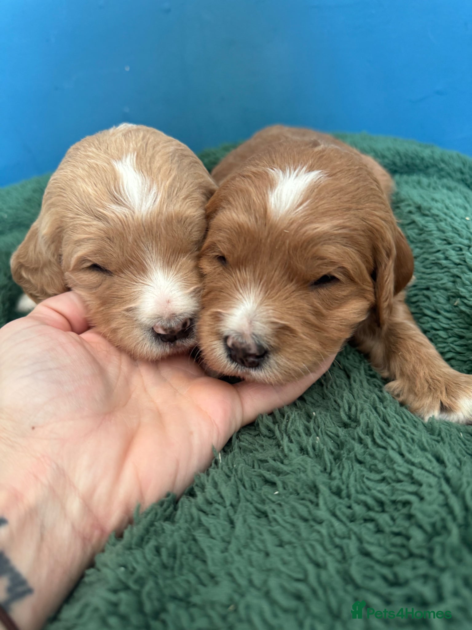 Mini Goldendoodle dogs Fantastic Miniature Goldendoodles  - Advert 1