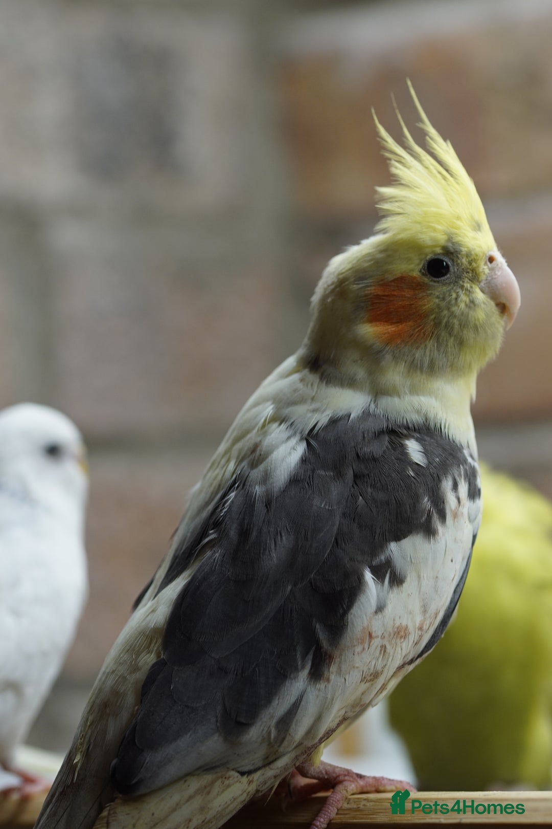 Cockatiels birds for sale: Cockatiels Mixed Genders  - Advert 31