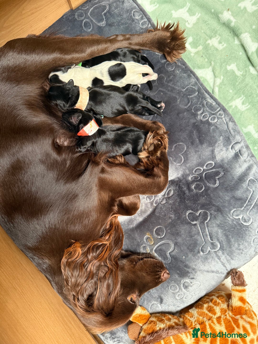 Cocker Spaniel dogs for sale: Cocker spaniel puppies  - Image 4