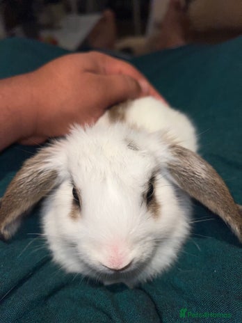 French Lop rabbits Baby Rabbit - Advert 1