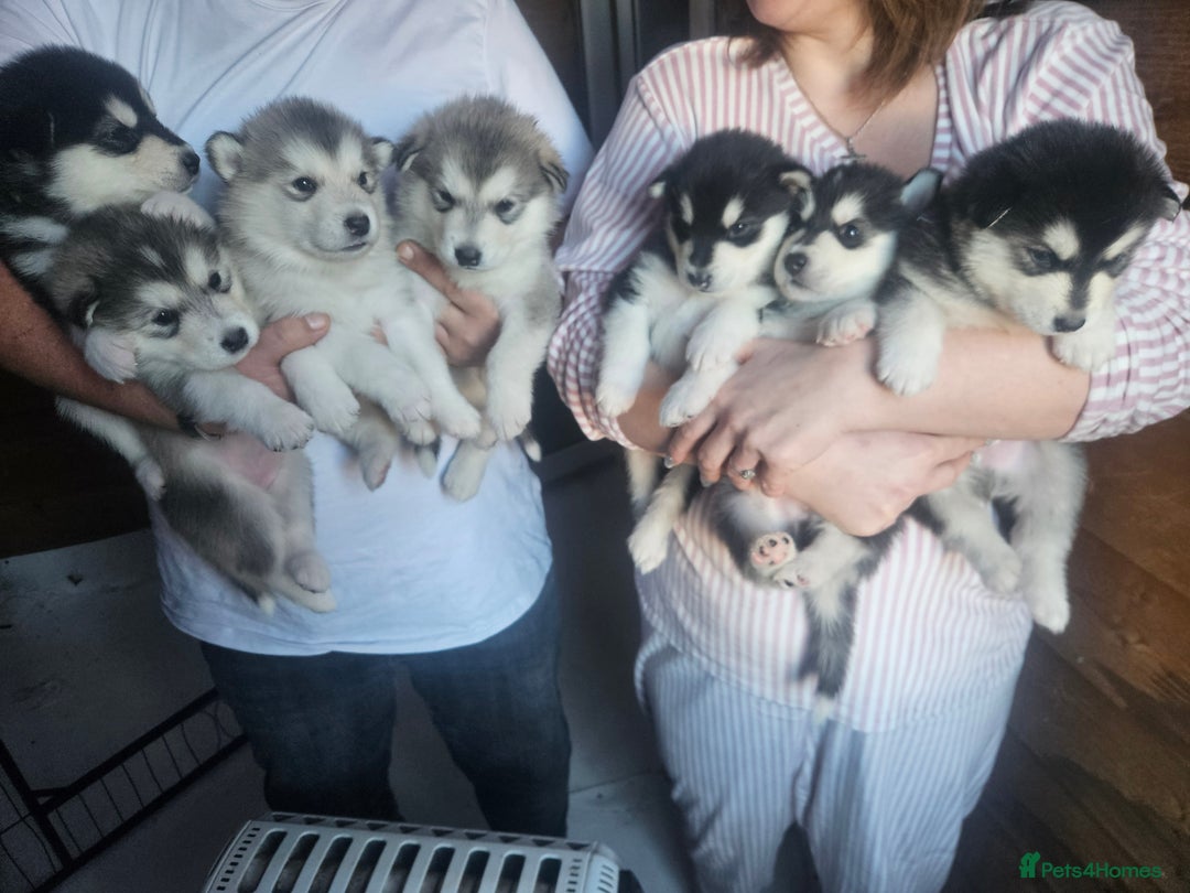 Alaskan Malamute dogs for sale: Alaskan Malamute Puppies - Advert 1