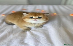 British Shorthair cats for sale: 🔥Champion Line Golden British Shorthair Kittens🔥 - Image 9